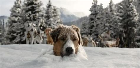 《野性的呼唤》新片段曝光 巴克的雪橇犬生涯_3DM单机