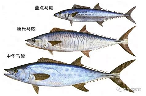 鲐鱼和鲅鱼区别 - 业百科