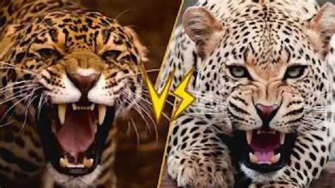美洲豹和老虎打架，难得一见的生死之战！丛林之王地位将被撼动？