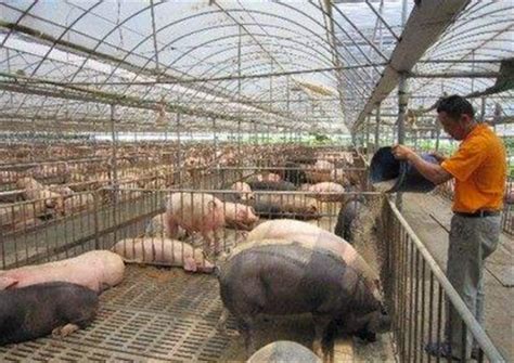 春季规模化养猪场带猪消毒的重要意义