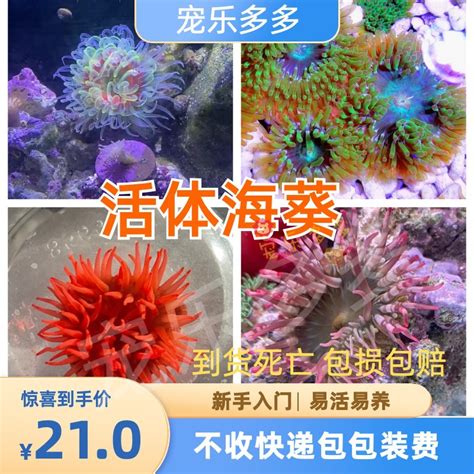 珊瑚缸里海葵没影了，了解一下海葵的习性