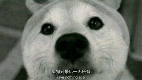 非主流舔狗头像