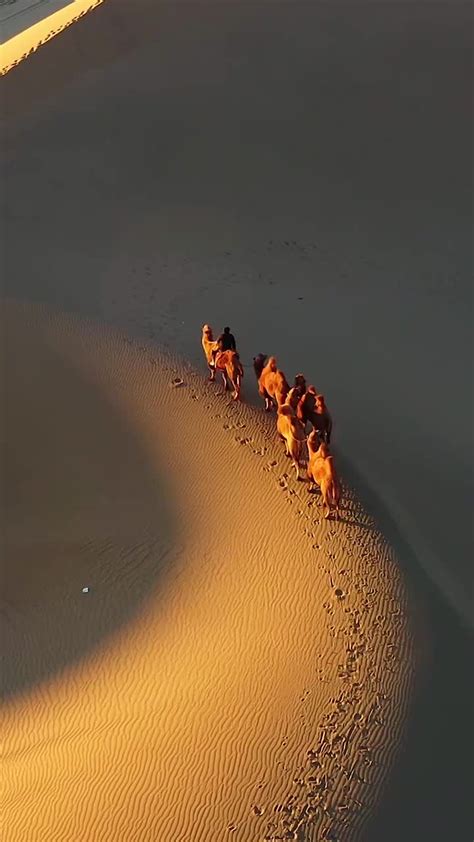 巴丹吉林沙漠夕阳下的骆驼，沙漠，日落，动物，骆驼，路线，行走—高清视频下载、购买_视觉中国视频素材中心