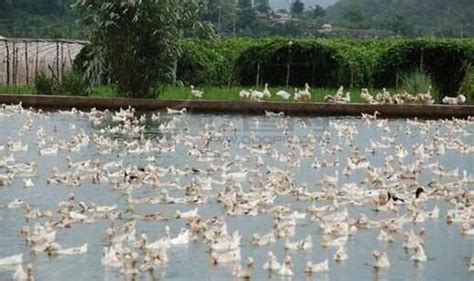 大麦屿：养殖户配合关鸭棚 一万多只老鸭待售