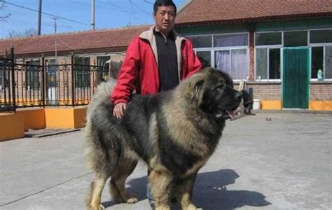高加索犬能长多少斤？看看这些大个子是怎么长成的-我的宠舍