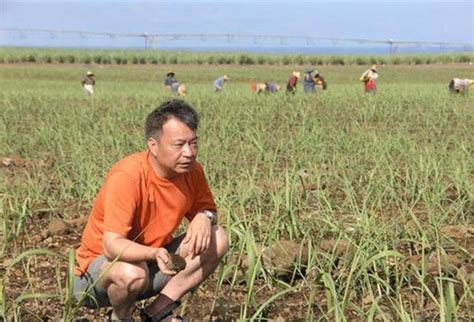 稻田里收割稻谷的农民高清图片下载-正版图片501689376-摄图网