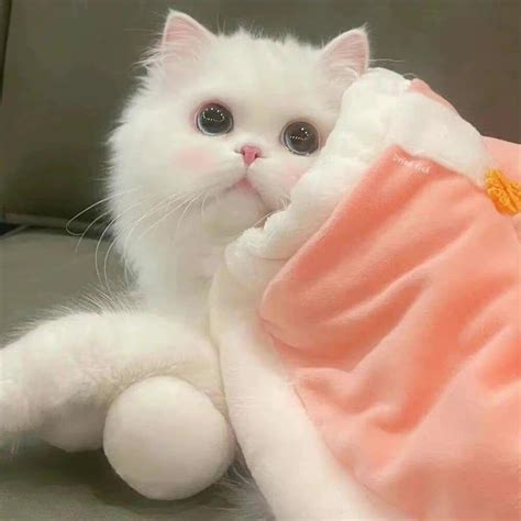 女生温柔猫咪头像