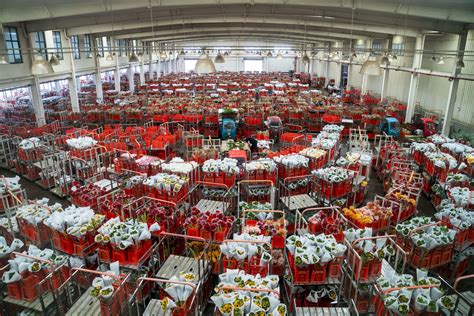 中国6大花市，全国最大的花卉批发市场介绍~_盆景
