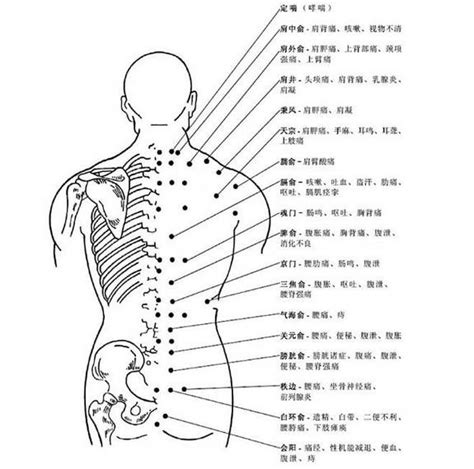 【图】人体背部结构图了解 告诉你值得一试的背部肌肉锻炼方法(3)_人体背部结构图_伊秀美体网|yxlady.com