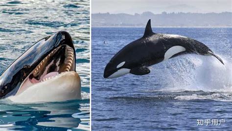 鲸鱼，鲨鱼和海豚有什么明显的区别，让人一看就分辨的出来？ - 知乎