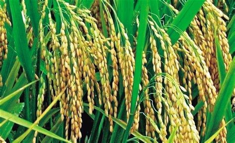 为什么杂交水稻不能留种呢?