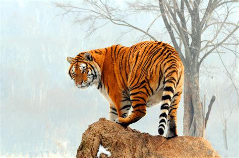 陆地「最凶猛」的十大动物——老虎仅第三，第一毫无争议！