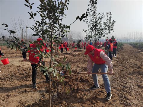 美术系志愿者赴华佗镇大吴村绿化点开展义务植树活动