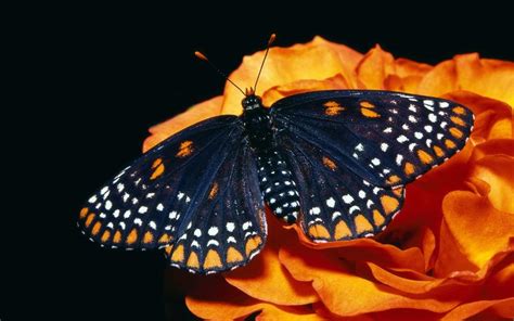 漂亮的蝴蝶图片-站在树叶上的蝴蝶素材-高清图片-摄影照片-寻图免费打包下载