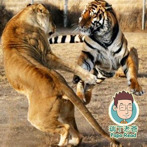 老虎和狮子打架图片 _排行榜大全