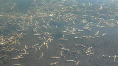 广东珠海海边现大量死鱼群 绵延两公里海滩(图)|珠海死鱼群|天气变化导致鱼群缺氧_新浪新闻