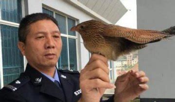 无为：热心居民意外“捡到”一只鸟 原是国家二级保护动物-NestNews.cn