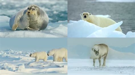 4k航拍极地海狮北极熊企鹅羚羊野生动物视频素材,延时摄影视频素材下载,高清3840X2160视频素材下载,凌点视频素材网,编号:184775