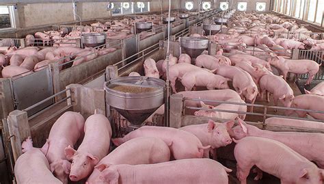 猪价继续上涨大概率事件，猪肉板块今年以来涨幅超80%|界面新闻 · 证券
