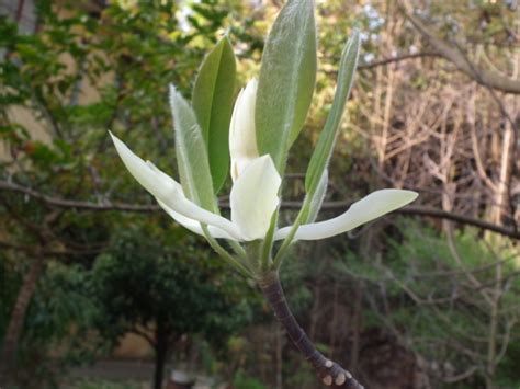 海南木莲 Manglietia fordiana var. hainanensis-花卉图片网