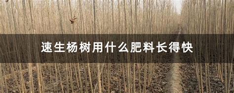 速生杨树用什么肥料长得快-种植技术-中国花木网