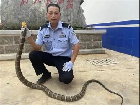 3米长的眼镜王蛇钻到他后背上！蛇头从领口伸了出来……_深圳新闻网
