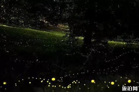 广州首家萤火虫公园对外开放啦，看萤火虫的机票钱都省了！