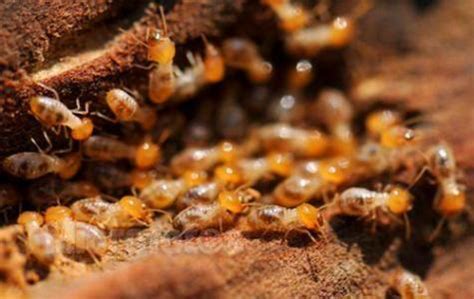 灭鼠公司 长沙医院灭蚂蚁联系方式 灭鼠 - 八方资源网