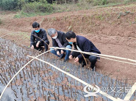 技术培训及时雨 下到群众心坎上||脱贫攻坚“晴普科技先遣队” - 晴隆