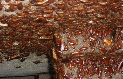 蟑螂养殖技术怎么养殖成本多少及养殖价格 2017年蟑螂养殖新情况