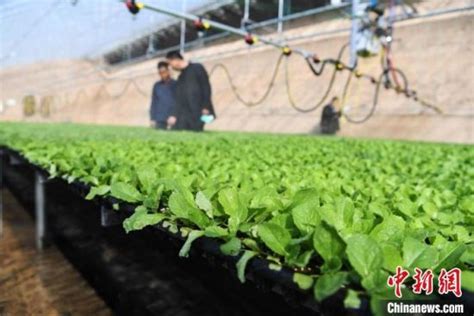 甘州戈壁"菜篮子"频拓海外市场 冀打造农业产业集群