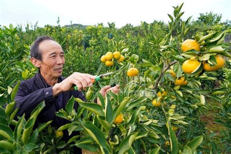 统景镇：万亩柑橘红 香飘振兴路--渝北时报