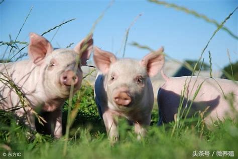 【发改委提示生猪生产出现过剩苗头，你还认为近期猪价会涨吗？| 2018年4月3日夜】_傻大方