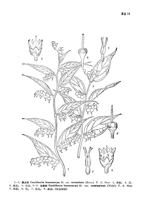 滇白珠-赣南木本植物图志-图片