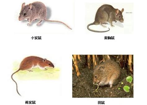 鼠的品种大全,鼠类品种大全介绍,宠物鼠品种大全及图片_大山谷图库