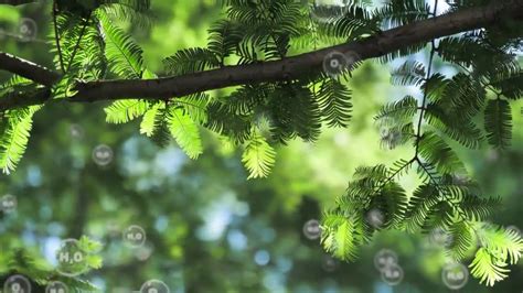 夏日阳光下棕榈树的俯视图高清图片下载-正版图片504277350-摄图网