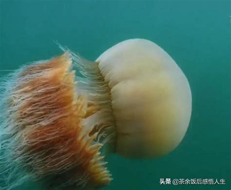巨型水母泛滥日本部分海域 给渔民带来不小麻烦 - 海洋财富网
