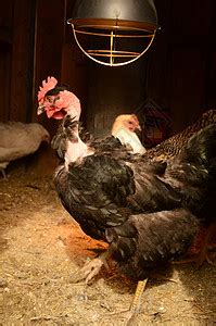 窝在鸡窝里的母鸡高清图片下载-正版图片600292232-摄图网