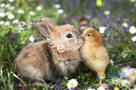 鸡和兔的婚姻如何 属鸡和属兔的情感终极配对 - 万年历