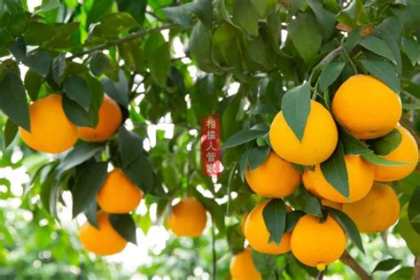 阳光一号柑橘、阳光一号桔柚种植技术解析__凤凰网