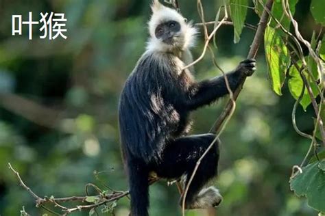猴子腚最红,猴子,小猴子_大山谷图库
