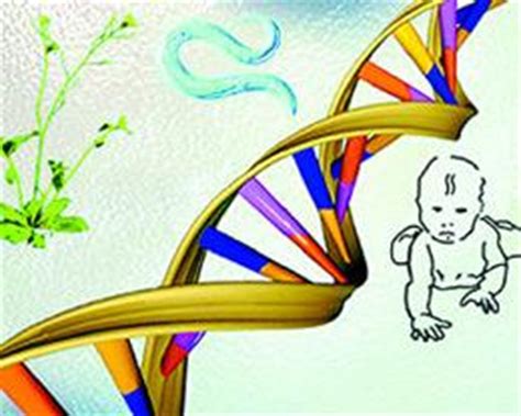 线粒体基因常见变异与疾病解析_mtDNA