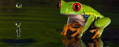 青蛙小时候的外形特征 - 业百科