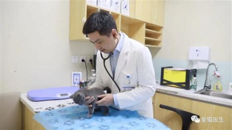 亚洲兽医在预约的兽医诊所检查猫。在宠物医院，专业的女兽医用听诊器站在检查台上工作，对小动物小猫进行检查视频素材_ID ...