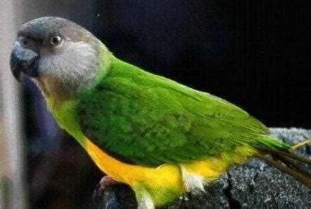 世界上10大最美最好看的鹦鹉，第一名是五彩金刚鹦鹉(2)_巴拉排行榜