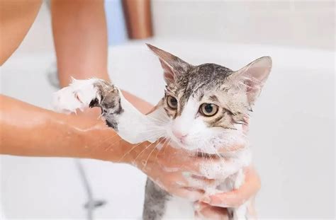怎样正确的给猫洗澡（图文） - 知乎