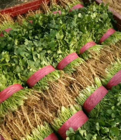 河南滑县万亩香菜生产基地 大叶香菜适合走市场 - 绿果网