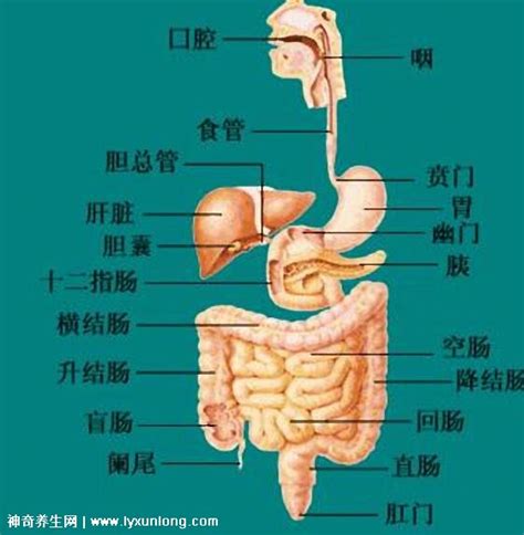 胃在什么位置图片左边还是右边，上腹部大致偏左(附人体器官图) — 神奇养生网