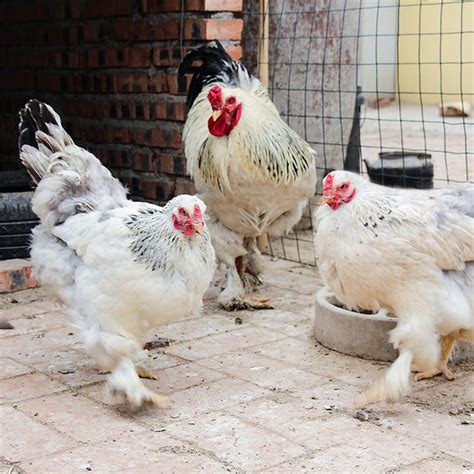 观赏鸡出售婆罗门鸡 梵天鸡薰衣草鸡鸡苗种蛋均有-阿里巴巴