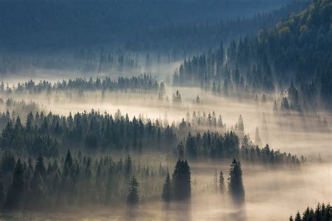 迷雾图片-迷雾中的森林小路素材-高清图片-摄影照片-寻图免费打包下载